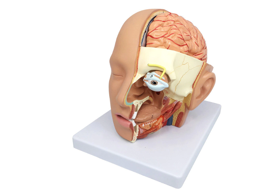 Head & Neck Anatomy Models