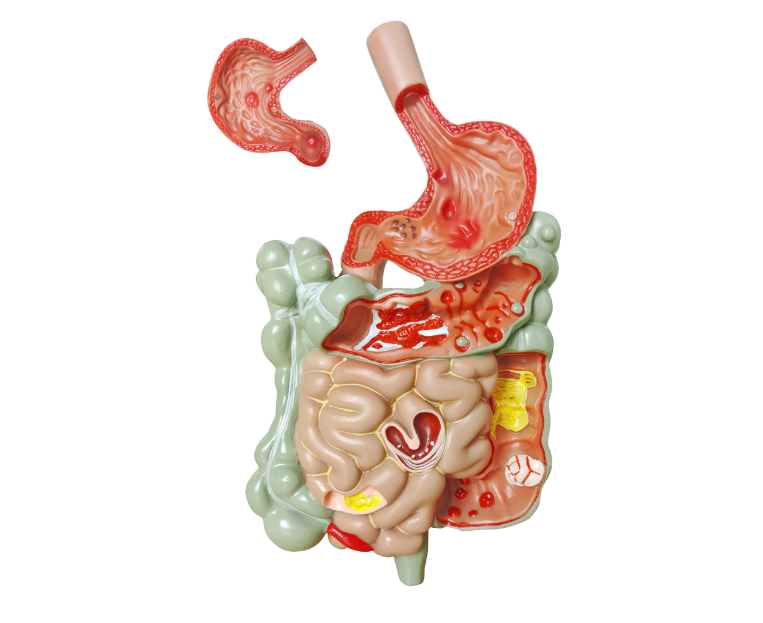 Digestive System Anatomical Teaching Models