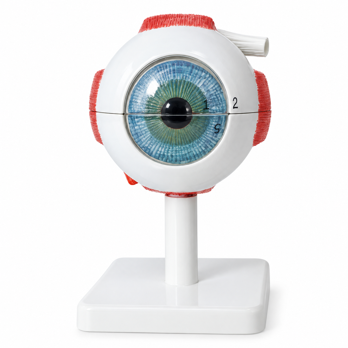 Eye Models