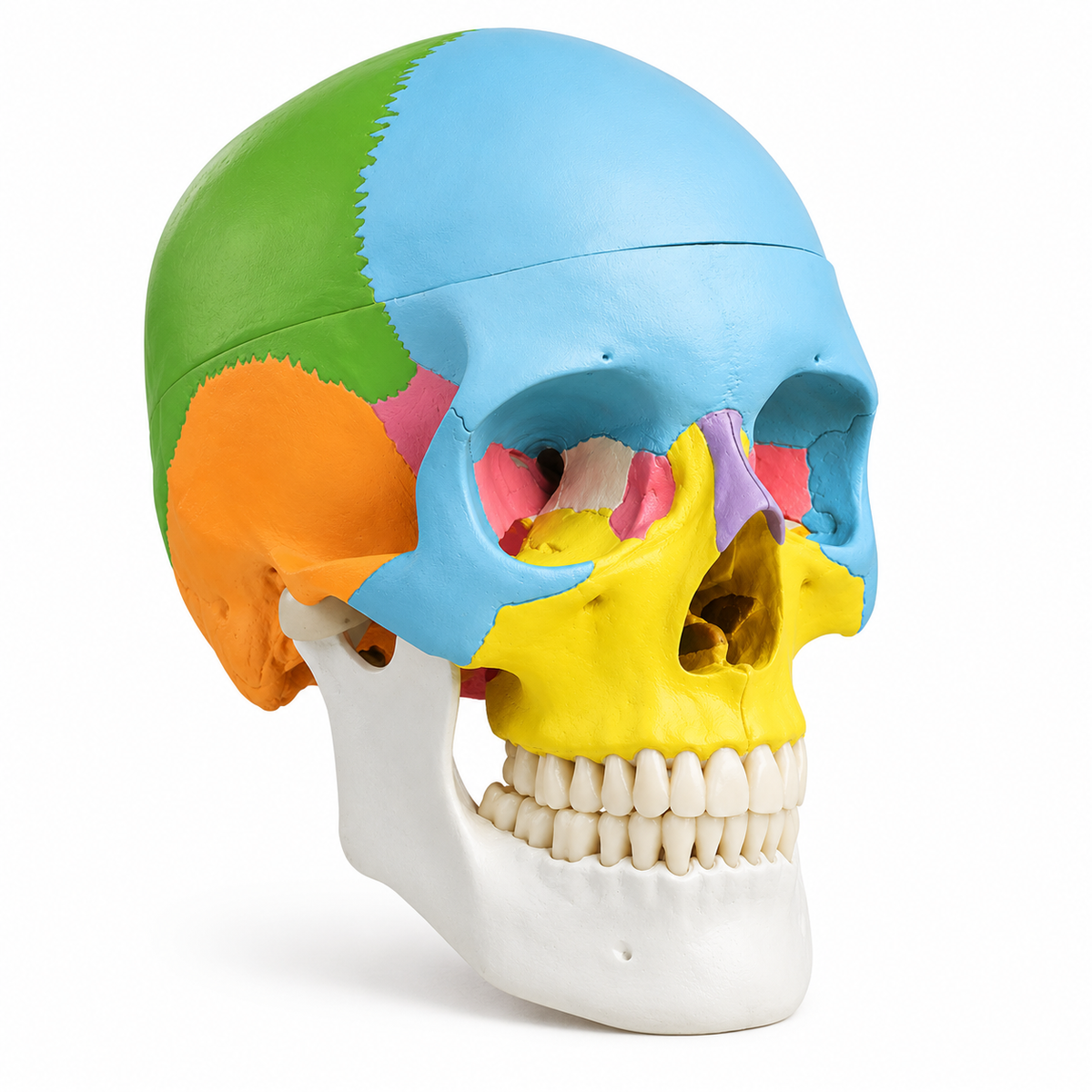 Human Skull Model