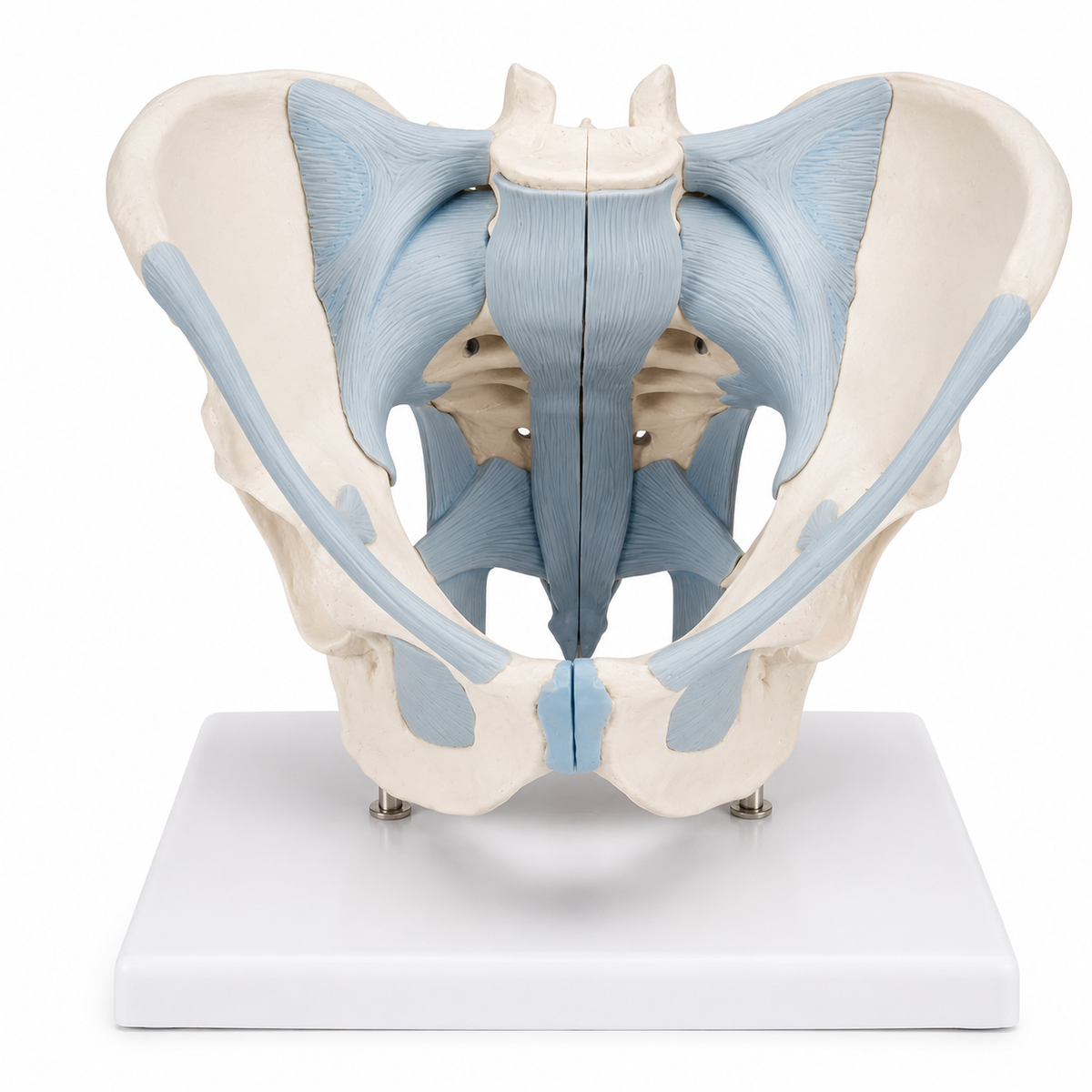 Pelvis model
