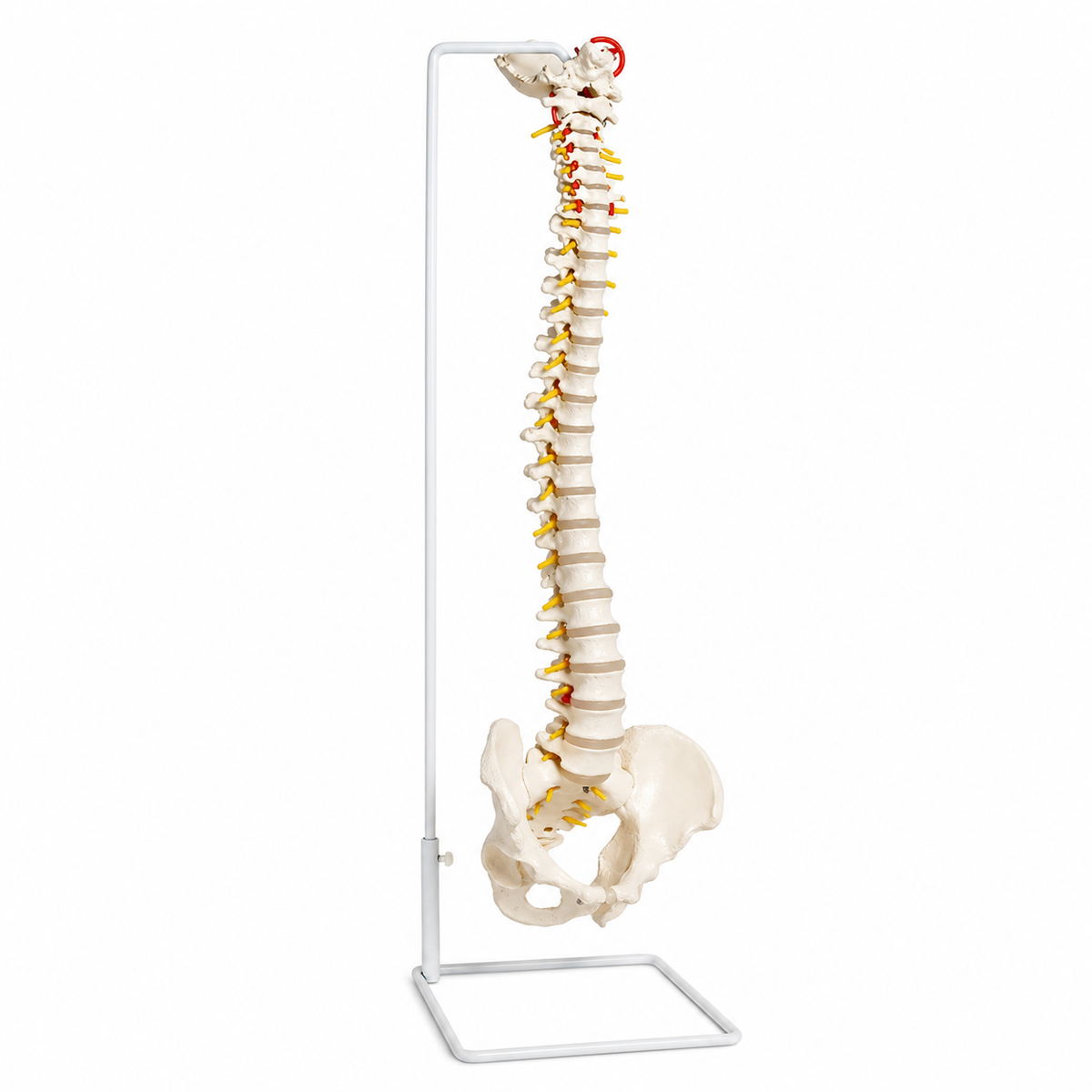 Spine model