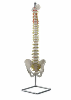 Anatomical models - Spine