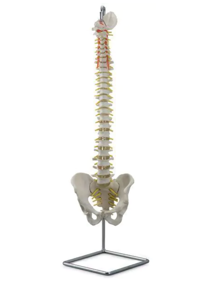 Anatomical models - Spine