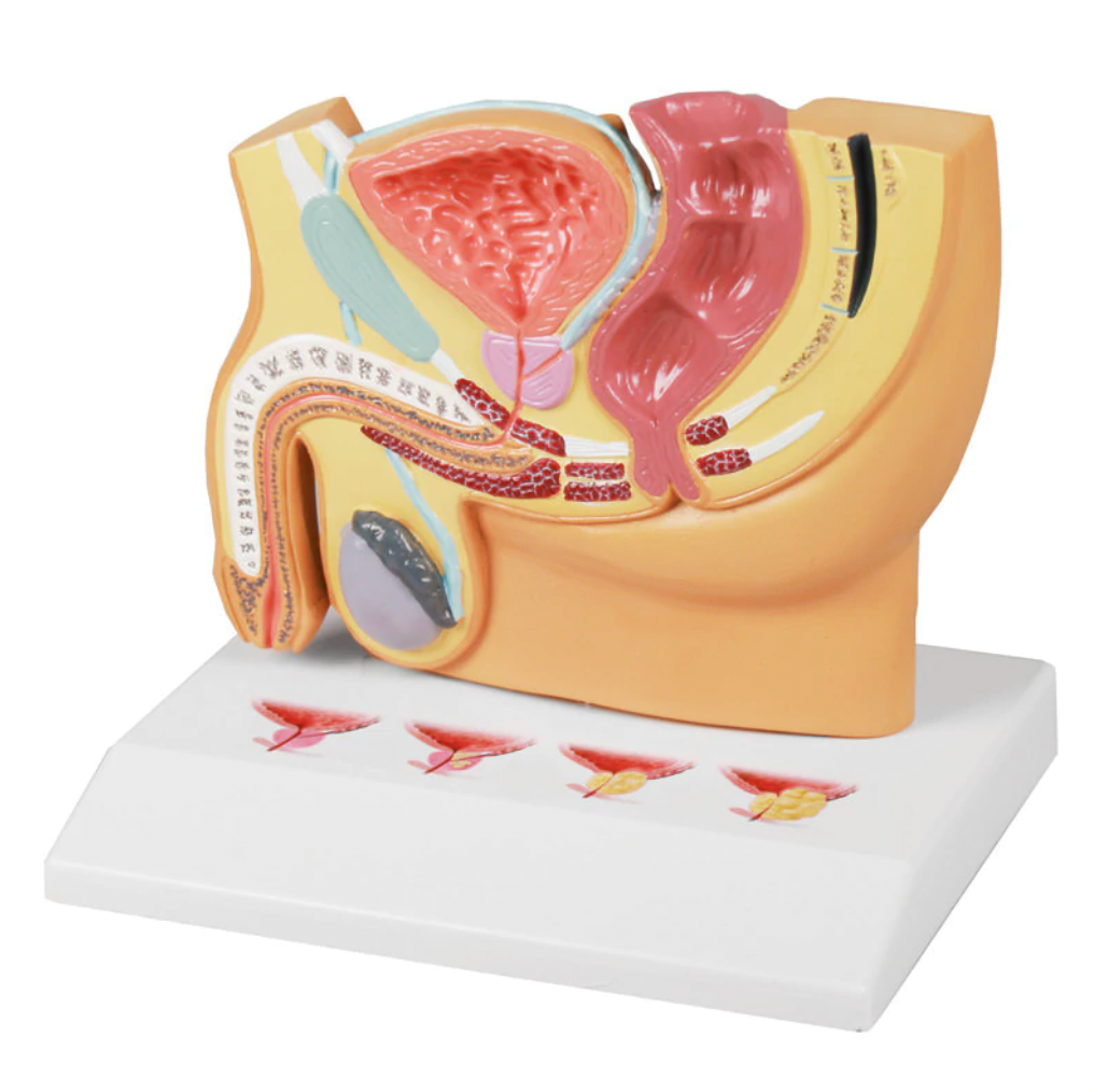 Anatomical models - Reproductive system