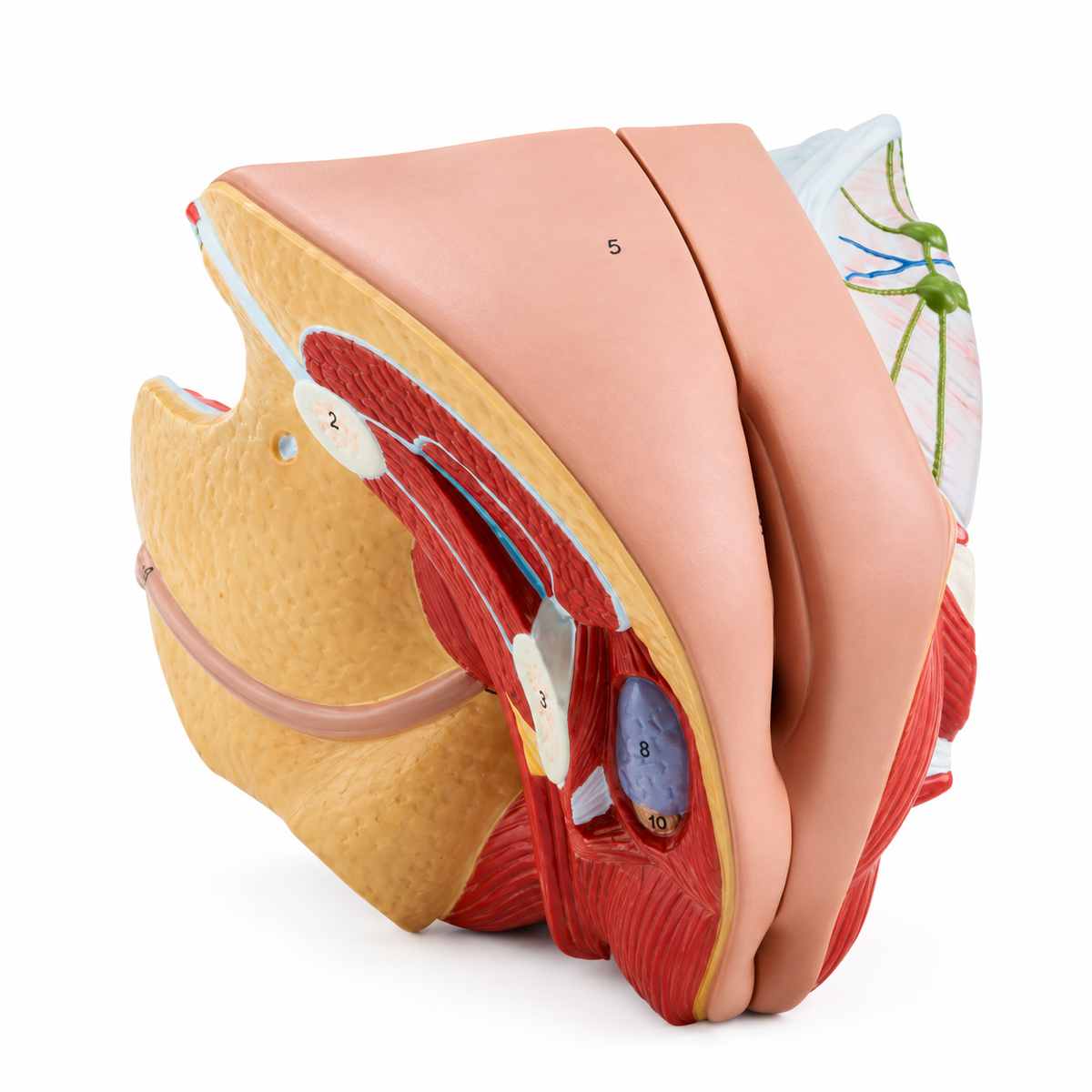Anatomical Model of Female Genital Organs, 4 parts