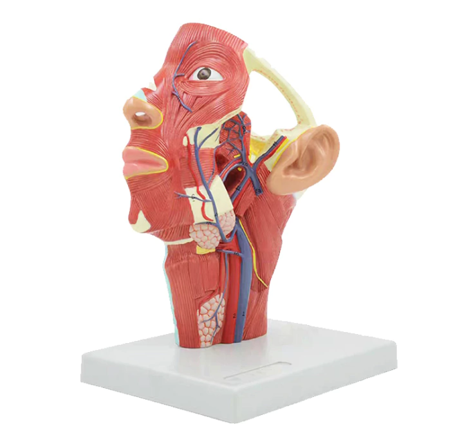 Anatomical Model of Head Veins