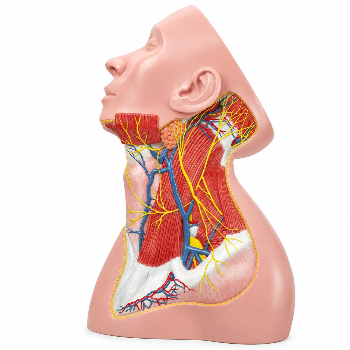 Anatomical Model of Nerves and Superficial Musculature of the Neck Region