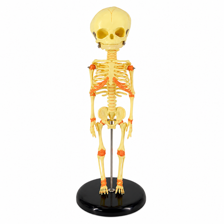 Anatomical Model of a Fetal Skeleton