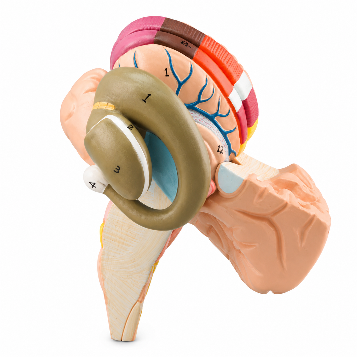 Anatomical Model of the Basal Ganglia and Inner Capsule