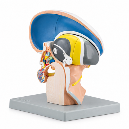 Anatomical Model of the Diencephalon