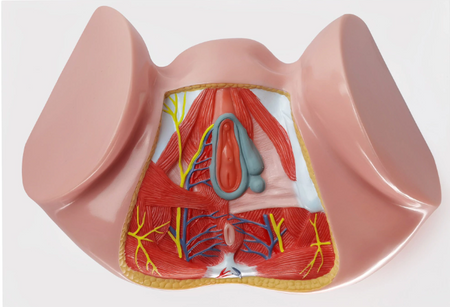 Female Perineum Model