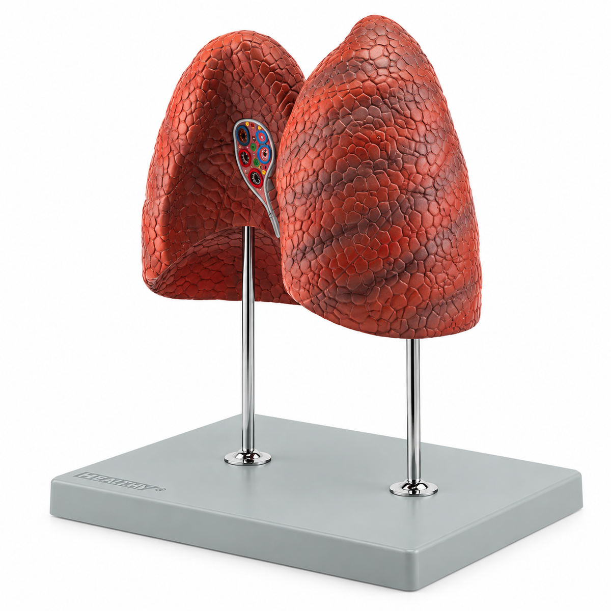 Anatomical Model of the Left and Right Lungs