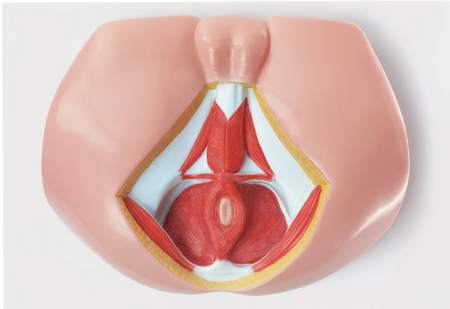 Anatomical Model of the Male Perineum