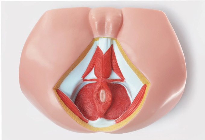 Anatomical Model of the Male Perineum