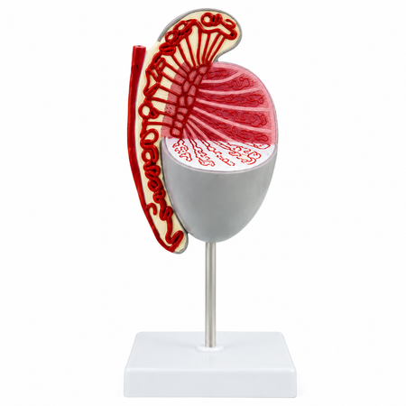 Anatomical Testicle Model, 3.5X Natural Size