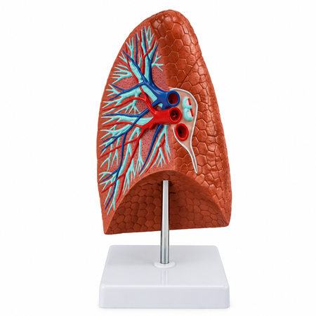 Anatomical model of a half lung, life-size