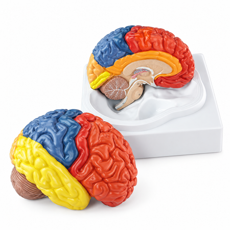 regional brain Anatomical model - 2 parts.
