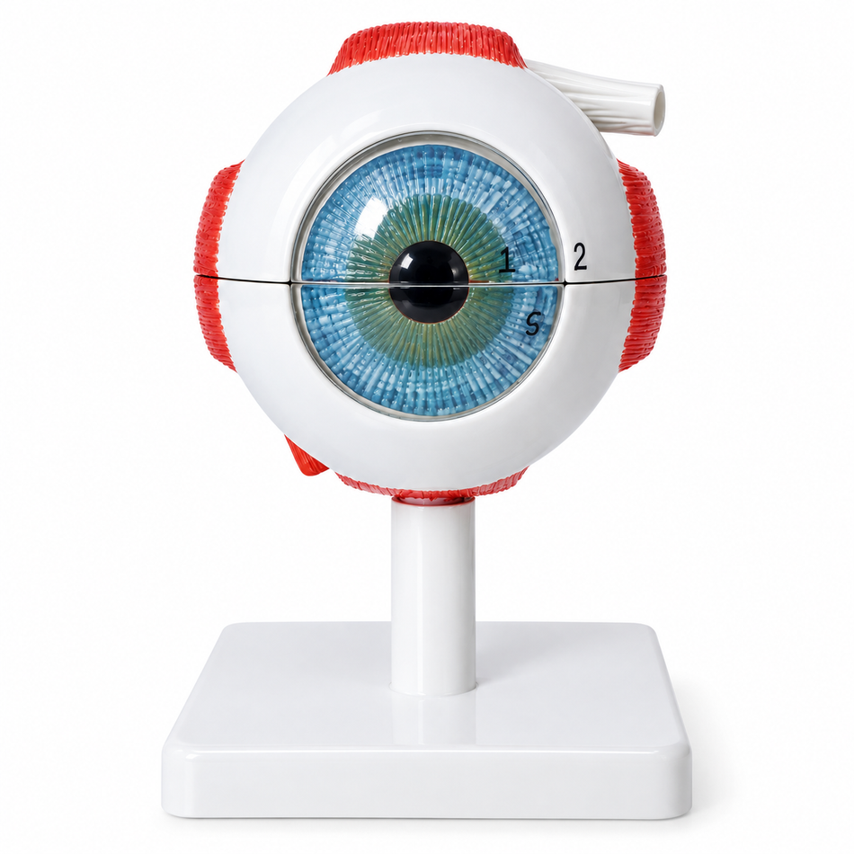 Anatomical model of an eye