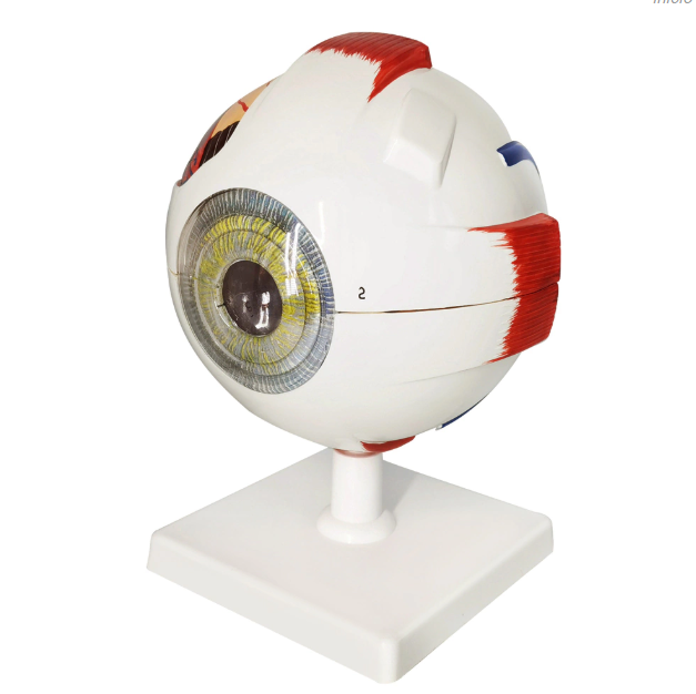 Anatomical model of an eye
