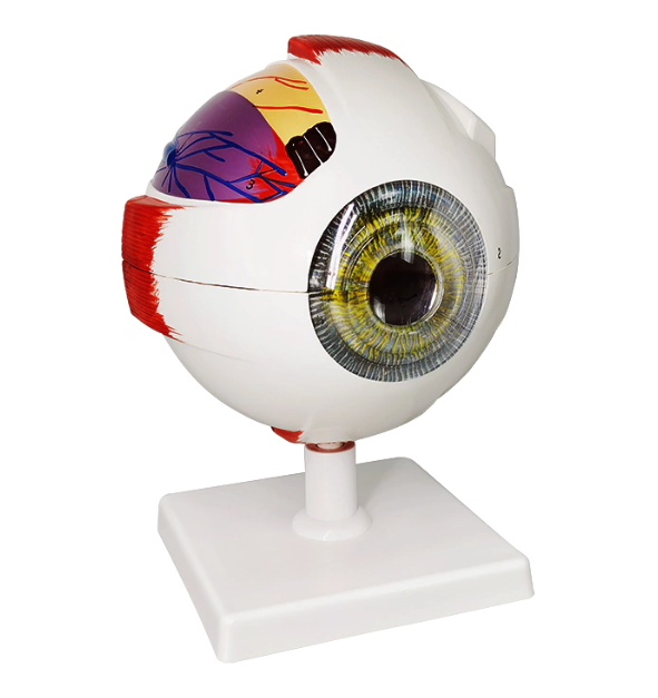Anatomical model of an eye