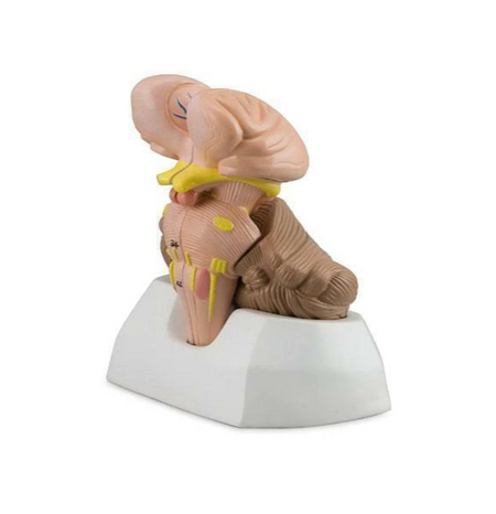 Anatomical model of the brainstem