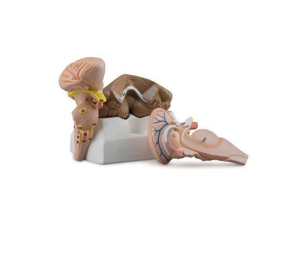 Anatomical model of the brainstem
