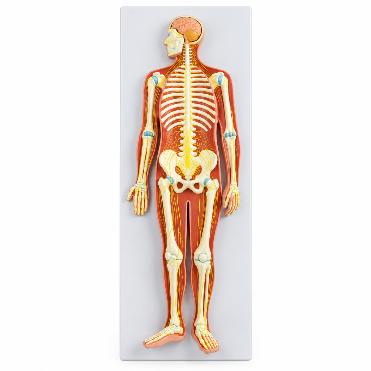 Anatomical model of the nervous system