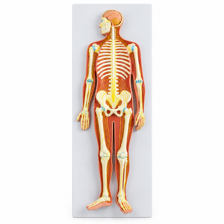 Anatomical model of the nervous system