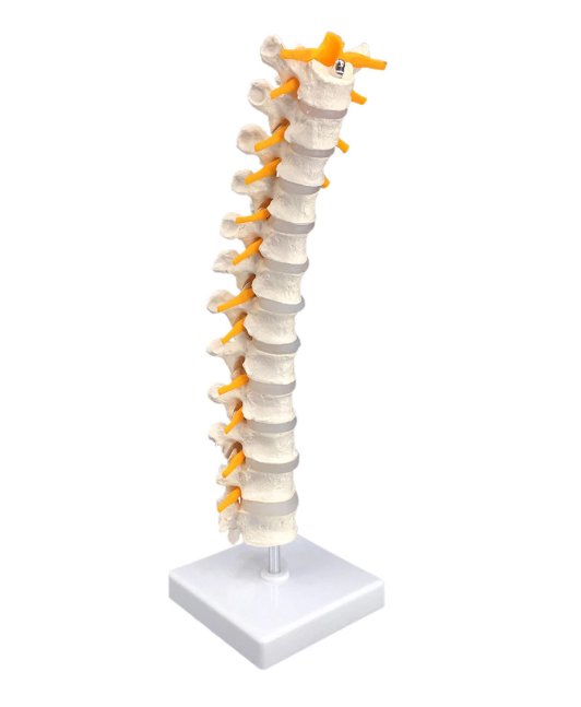 thoracic spine model