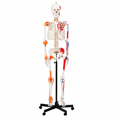 Anatomical skeleton