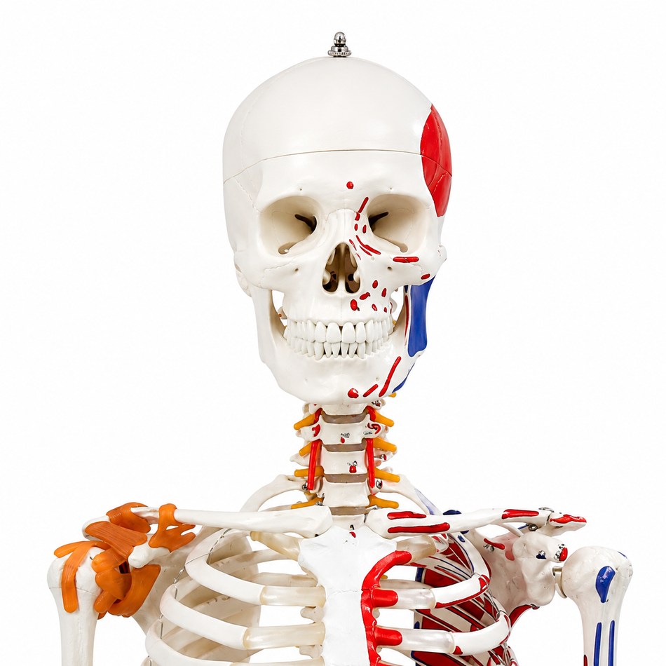 Anatomical skeleton