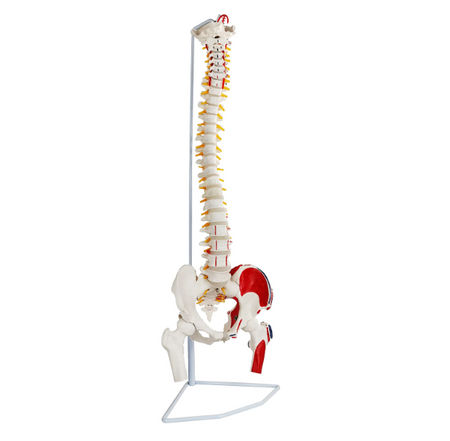 Spine model wit painted muscle