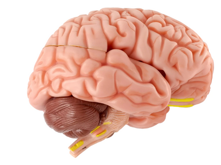 Brain Anatomical Mode