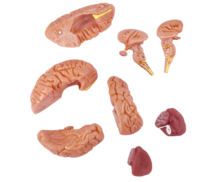 Brain Anatomical Model 8 parts