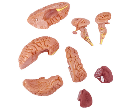 Brain Anatomical Model 8 parts