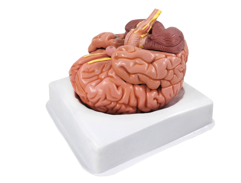 Brain Model on a Base, Life-Size, 8 Parts