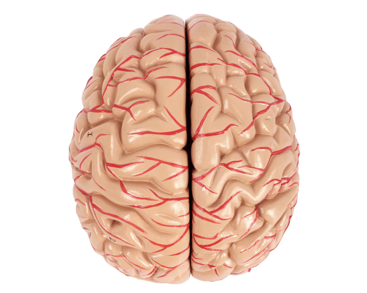 Brain Anatomical Model with Arteries in 2 parts