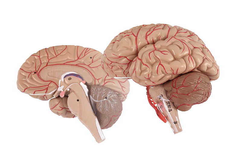 Brain Anatomical Model in 2 parts