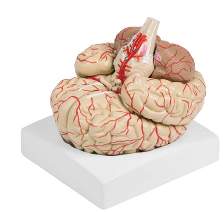 Brain Anatomical model - 9 parts 