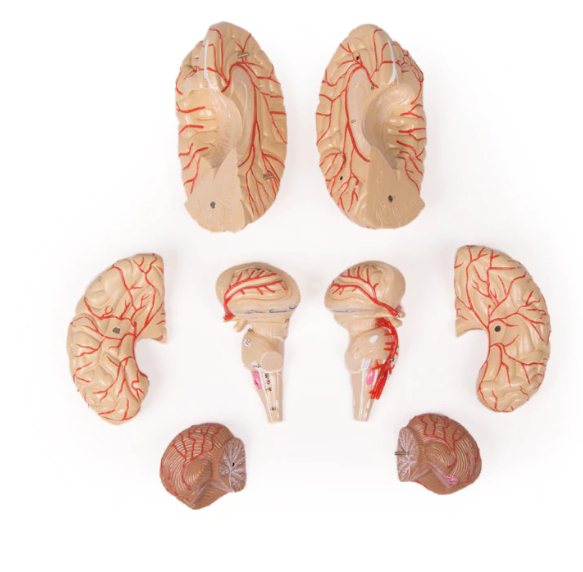 Brain Anatomical model - 9 parts 