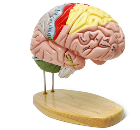 Brain Model, Neuroscience