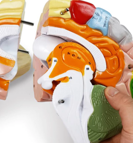 Brain Model, Neuroscience
