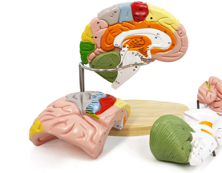 Brain Model two parts