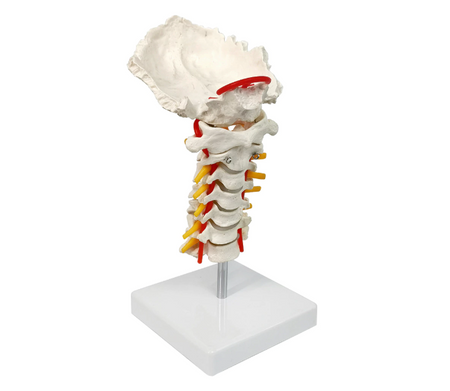 Cervical spine model  
