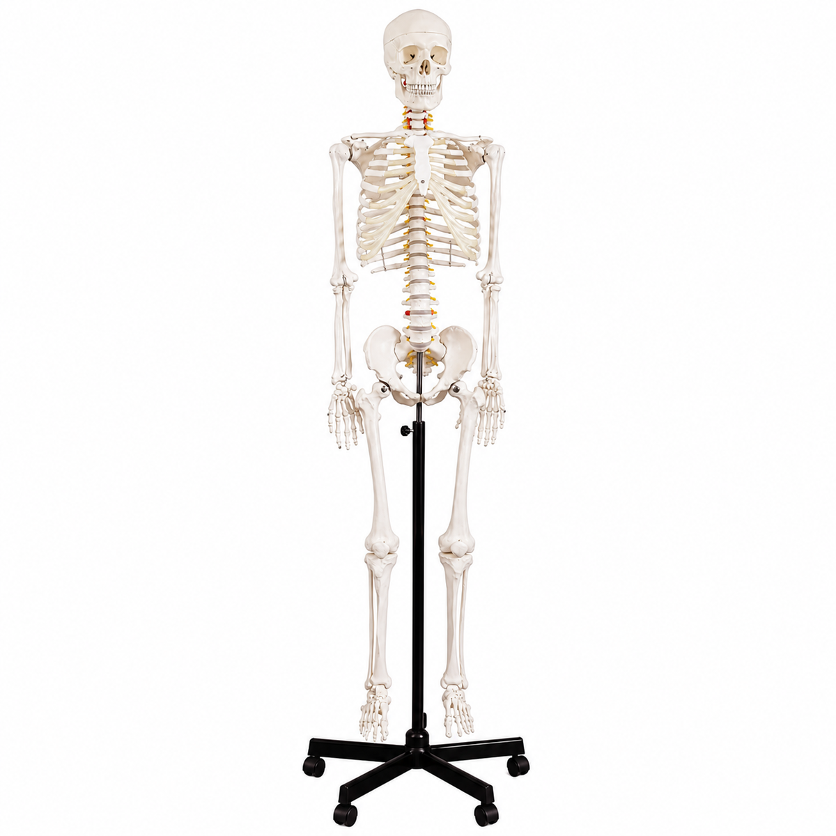 Classic Full-Body Skeleton