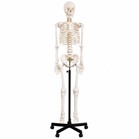 Classic Full-Body Skeleton