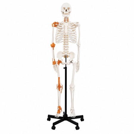 Classic Skeleton with Ligaments in Full Size