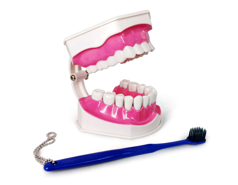 Dental Anatomy