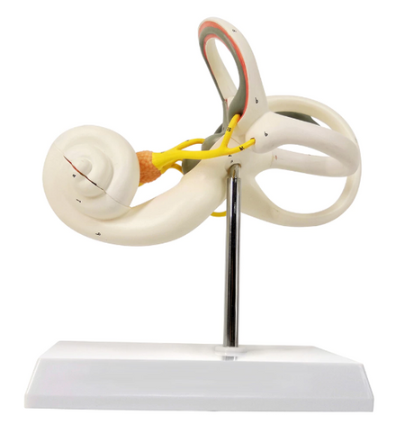Ear model